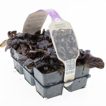 Ajuga reptans 'Atropurpurea'