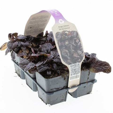 Ajuga reptans 'Atropurpurea'