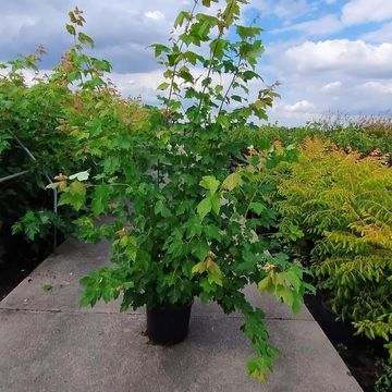 Acer x freemanii AUTUMN BLAZE