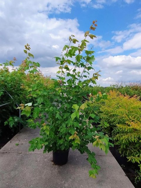 Acer x freemanii AUTUMN BLAZE