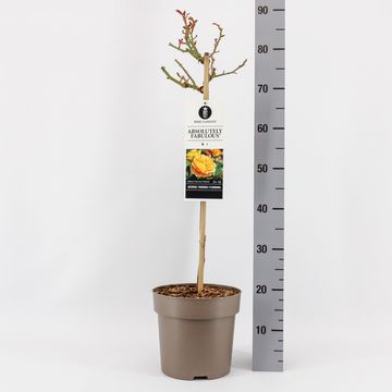 Rosa ABSOLUTELY FABULOUS