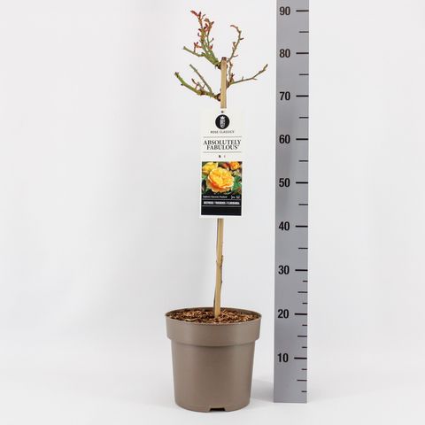 Rosa ABSOLUTELY FABULOUS