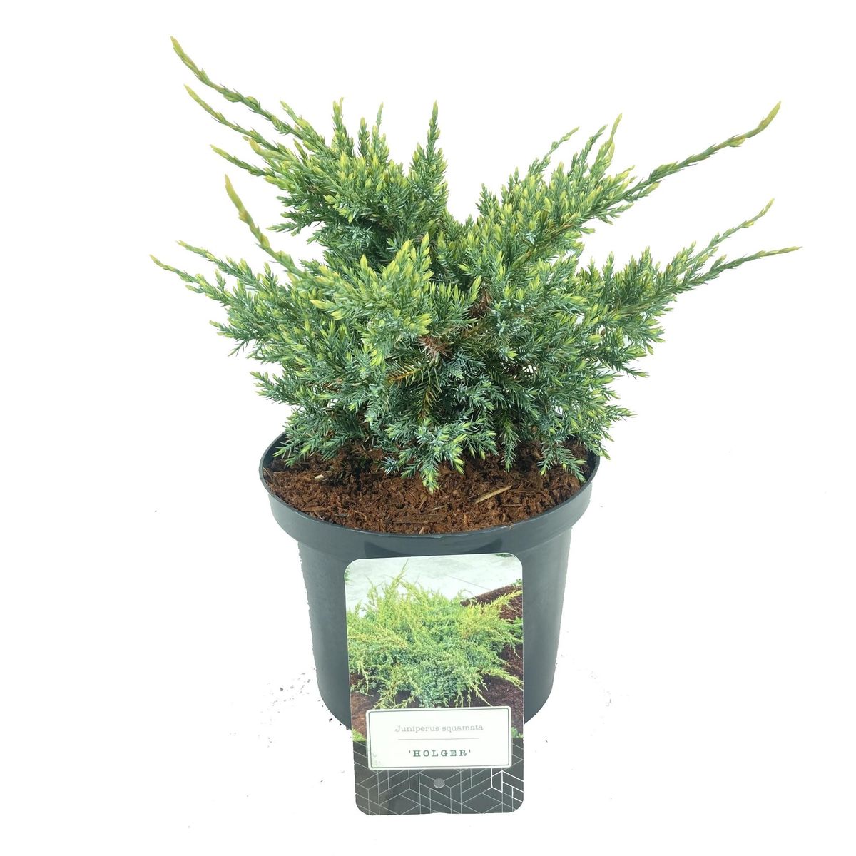 Juniperus squamata 'Holger' — Plant Wholesale FlorAccess