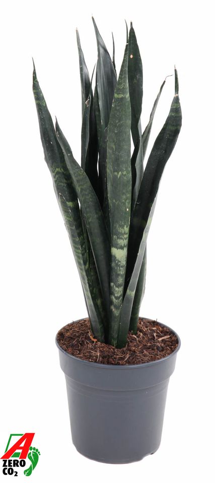 Sansevieria trifasciata 'Black Coral'