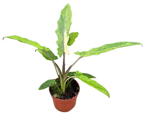 Alocasia lauterbachiana 'Variegata'