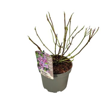 Hydrangea serrata BARCA