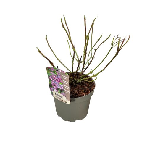 Hydrangea serrata BARCA