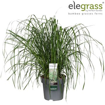 Pennisetum alopecuroides 'Black Beauty'