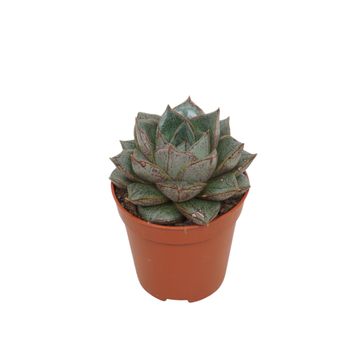 Echeveria chinensis