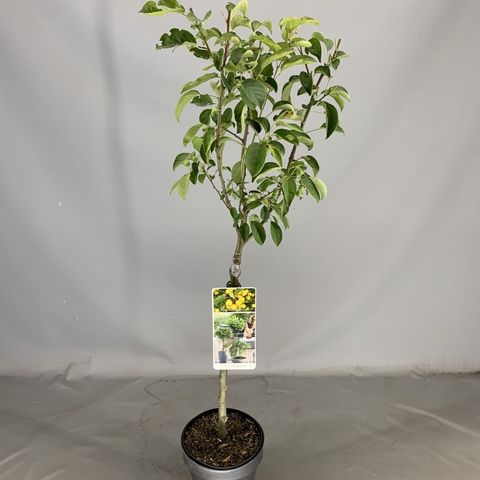 Malus 'Golden Hornet' — Plant Wholesale FlorAccess