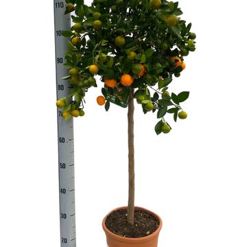 Citrus x microcarpa
