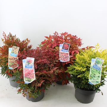 Nandina domestica MIX