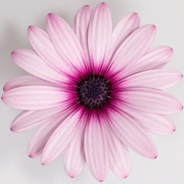 Osteospermum DALINA ENYA