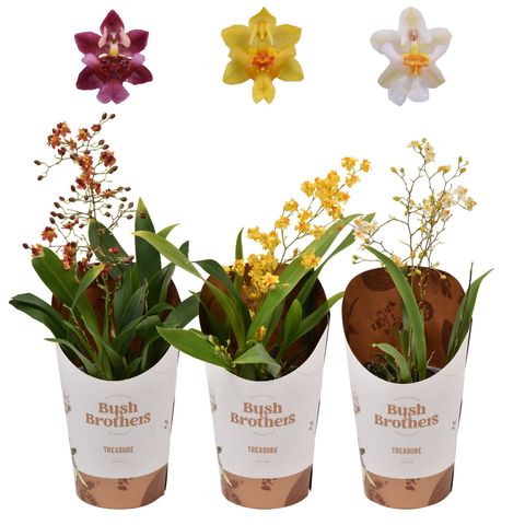 Oncidium TWINKLE MIX