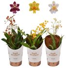 Oncidium TWINKLE MIX