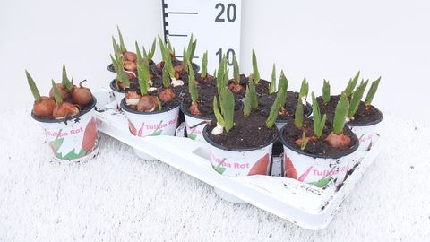 Tulipa 'Red Flair'