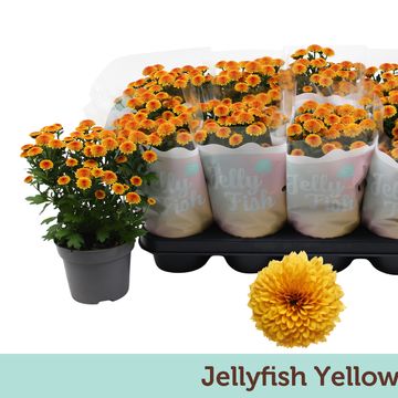 Chrysanthemum JELLYFISH YELLOW