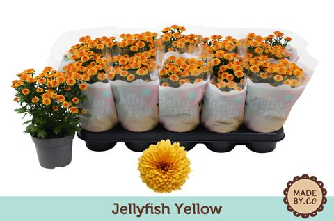Chrysanthemum JELLYFISH YELLOW