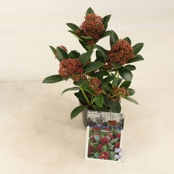 Skimmia japonica PINK DWARF