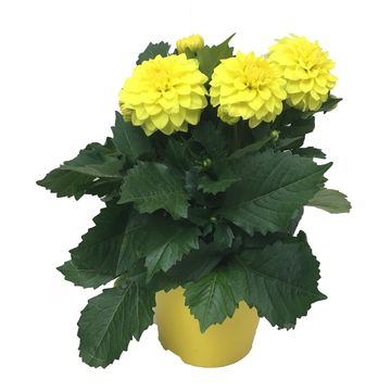 Dahlia DAHLINOVA HYPNOTICA YELLOW
