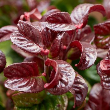 Leucothoe axillaris 'Curly Red'