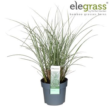 Miscanthus sinensis 'Morning Light'