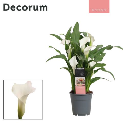 Zantedeschia 'Captain Fresco'