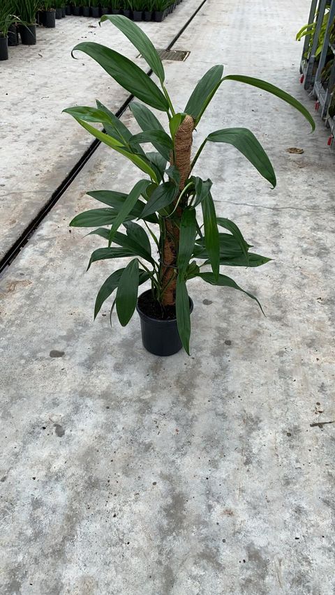 Epipremnum amplissimum