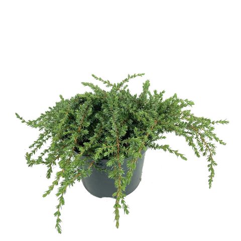 Juniperus communis 'Greenmantle'