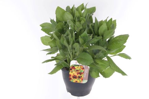 Rudbeckia SUMMERINA YELLOW