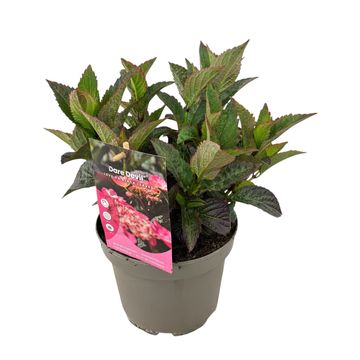 Hydrangea serrata DAREDEVIL