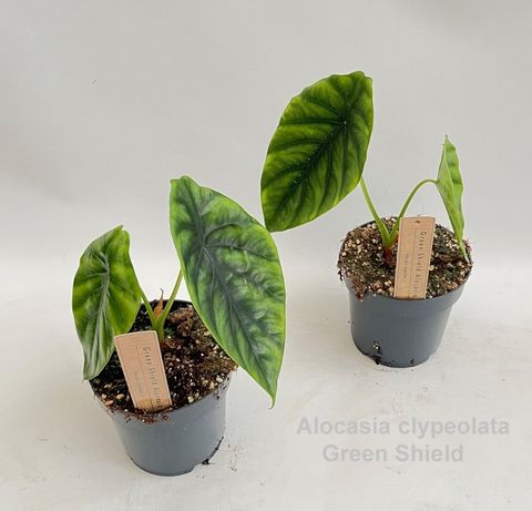 Alocasie clypeolata 'Green Shield'