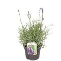 Lavandula angustifolia 'Hidcote'