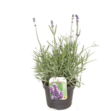 Lavandula angustifolia 'Хидкот'