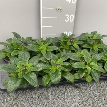 Heliotropium arborescens