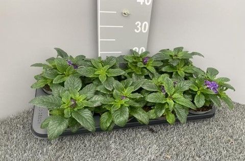 Heliotropium arborescens