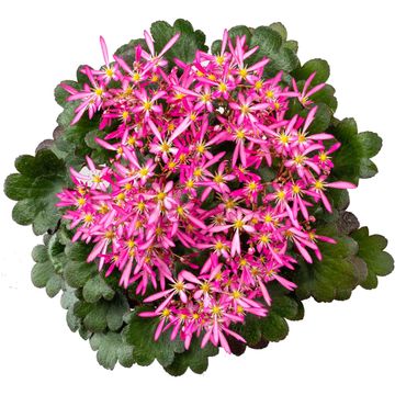 Saxifraga DANCING PIXIES MIX