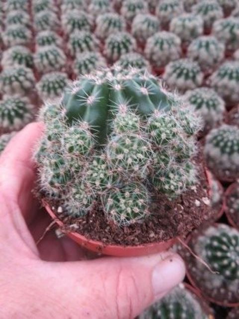 Echinopsis eyriesii