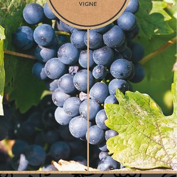 Vitis 'Regent'