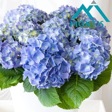 Hydrangea macrophylla HI RIVER BLUE