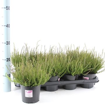 Calluna vulgaris GARDEN GIRLS APHRODITE