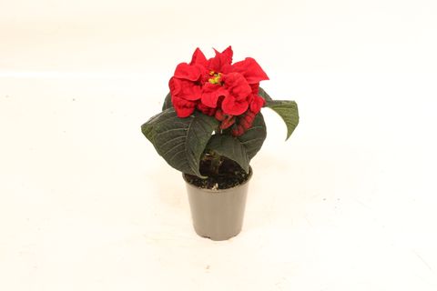 Euphorbia pulcherrima WINTER ROSE