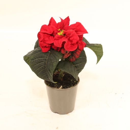 Euphorbia pulcherrima WINTER ROSE