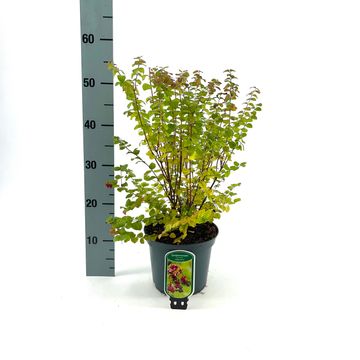 Symphoricarpos x doorenbosii 'Magic Berry'