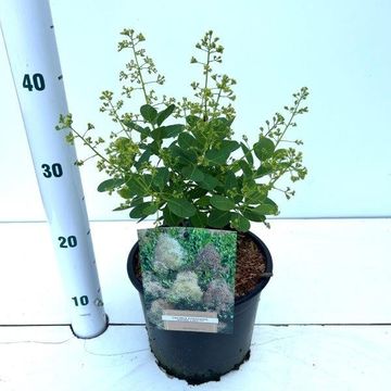 Cotinus coggygria 'Young Lady'