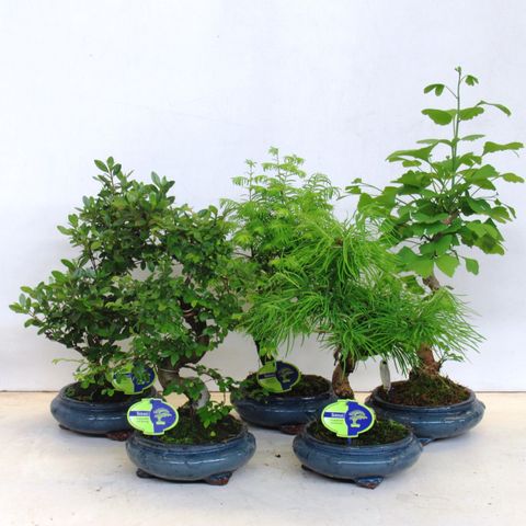 Bonsai MIX