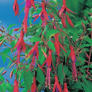 Fuchsia 'Riccartonii'