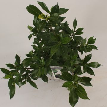 Gardenia jasminoides CELESTIAL STAR