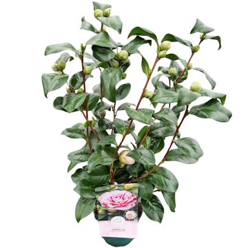 Camellia japonica 'Bicolor'