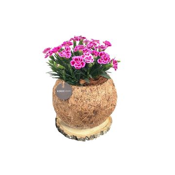 Dianthus DIANTICA PINK KISSES